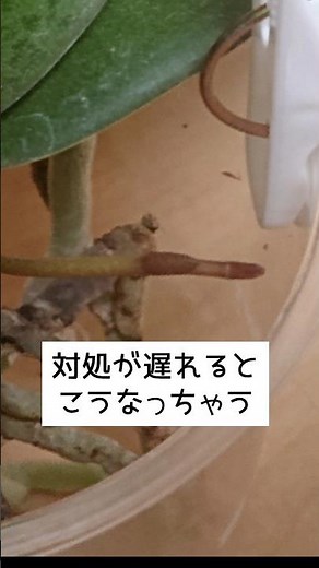 クリアな容器に活着させた水栽培胡蝶蘭の花芽の光調整