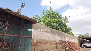 Barbari Goat Jump from 7 Feet Height | Informative Video for New Goat Farmers . Complete Documentary Follow on Instagram https://instagram.com/narejoprince?igshid=YmMyMTA2M2Y= #Goat #Pakistan | Narejo GOAT FARM
