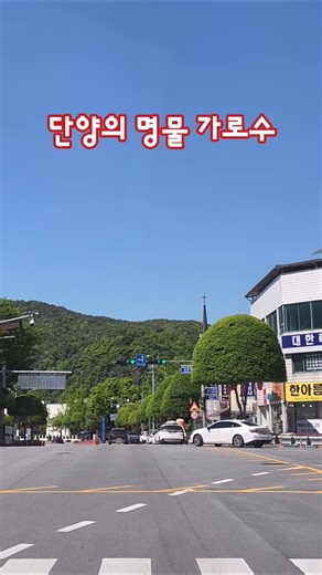 충북단양 복자기 가로수길 | 20260505