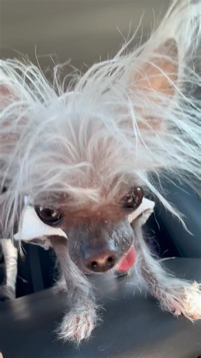 26K views · 2.6K reactions | Mr. Pumpernickel - I found an empty Chubba wrapper - I fell asleep and someone ate and did not share with me… | Mr. Pumpernickel’s Adventures | Facebook