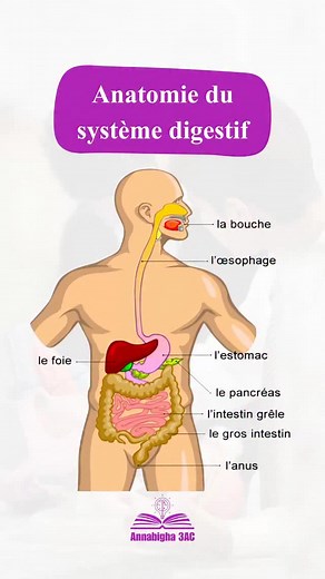 Anatomie du système digestif 🩷 | Annabigha 3ac