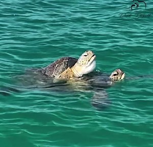 7.8K views · 420 reactions | ‘Tis the season! ❤️ Sea turtle mating...