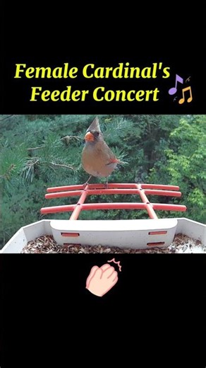 Female Cardinal's Feeder Concert #cardinal #femalecardinal #birdcall #birdfeeder #birdsounds