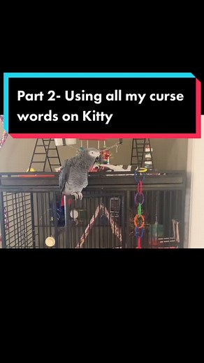 Cursing African Grey Parrot Yelling at Cat