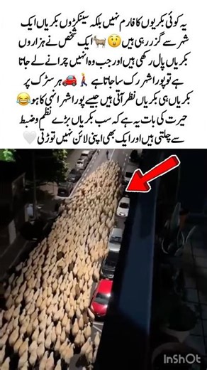 Goat Army Takes Over City🐐#FunnyMoment #AnimalLife #CityScene #ViralClip #UniqueView #Indianreel