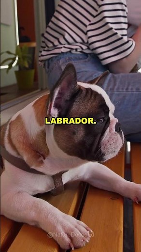 Discover the Secret Life of French Bulldogs! 🐶 #shorts #dogs