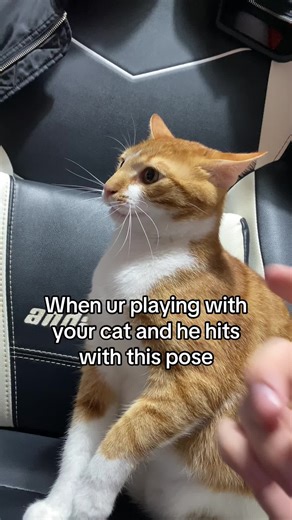 Part 7. And with dad the same pose✈️✈️😹 #cat #catoftiktok #cattok #funnycat #pet