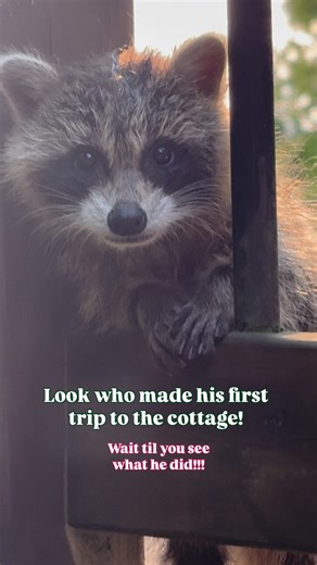 The pup’s 1st trip to the cottage - stay tuned for the full adventure once I’m home! | Smiley