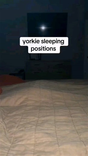 Yorkie Sleeping Positions 101 😴 @olliescotch | Yorkies Gram