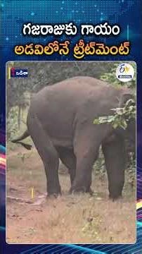 Injured Wild Elephant Successfully Tranquilised And Treated In Chandaka Forest