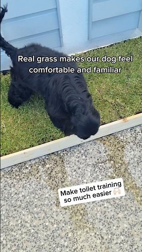 🌿 Real Grass Puppy Potty for apartment life with dogs