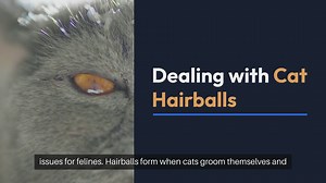 Dealing with Cat Hairballs