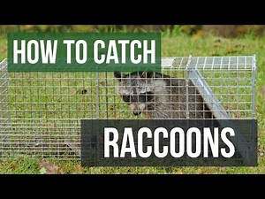 How to Trap Raccoons