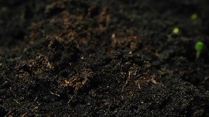 Download Growing seeds rising from soil time lapse 4k footage. for free