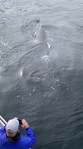 84K views · 1.6K reactions | Humpback whales are known for being...