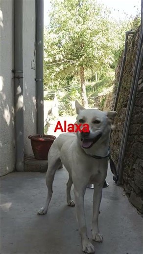 alaxa