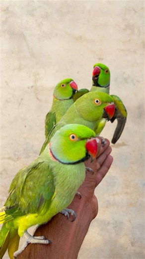 4 Green Ringneck parrot Talking Compilation Nonstop 🦜😂 #short