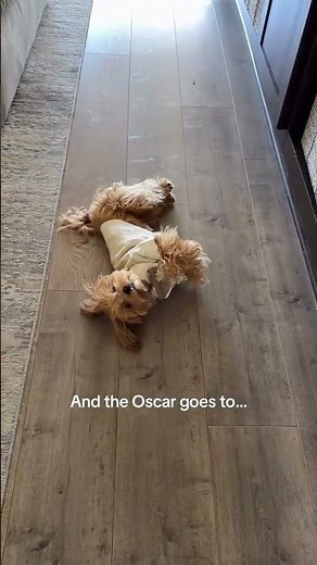 POV: Your Dog Just Became the Best-Dressed at the Wedding 💍🐶 #dogfashion #doghaul #furb #weddingdog