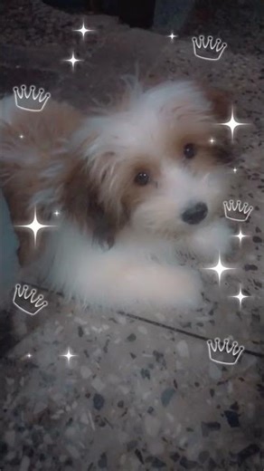 lhasa apso dog breed #shorts #dog