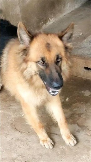 Agressive german shepherd dog barking loudly #dog #dogvideos #germanshepherd