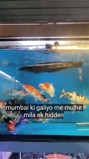 Om Aquarium 😱 | Kurla Aquarium Fish Market| #Apr2026#aquariumfishmarket #aquarium#aquriumhobby#fish