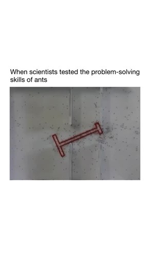 Factsdailyy on Instagram: "At the Weizmann Institute of Science, a team led by Ofer Feinerman set out to test how ants solve problems as a group. In their experiment, ants were challenged to carry a large food item through a maze filled with obstacles. Working together, the colony adjusted its direction each time they met a barrier, using subtle tugs and movements to communicate. Instead of one leader, every ant contributed to the decision-making process, creating a form of collective intelligen