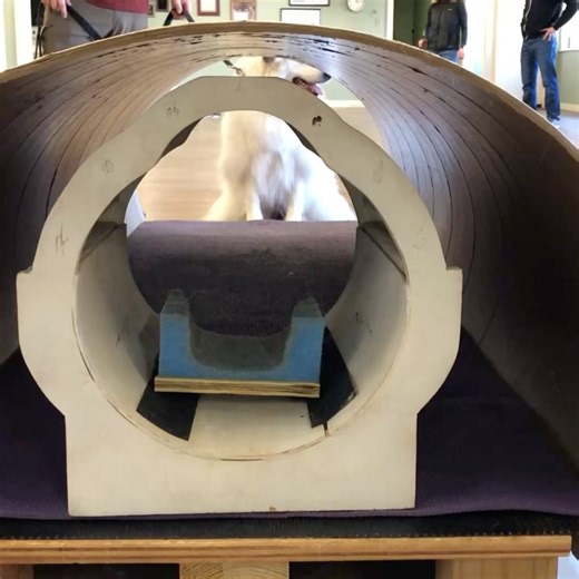 31 reactions · 3 comments | Great Pyrenees Rescue of Atlanta on Reels | Facebook