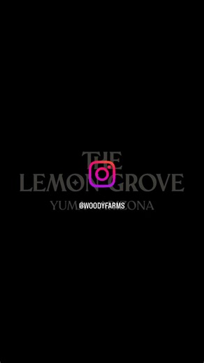 Movie Night was a great time! Come to next weeks screening! Movie started at 6:30 and wrapped up at 8:00, making it perfect for a fun school night without being out late! We have more fun stuff to do in the evenings like painting classes, bingo, and more! We would love to host your book club or meeting! If you have any ideas we would love to hear from you guys! Thank you! | The Lemon Grove