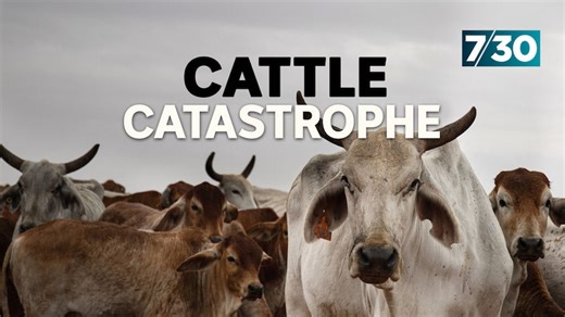 Cattle industry devastated after closure of abattoir in Kimberley