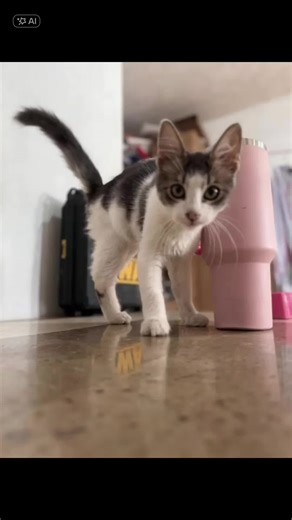 Alien Abduction and Cat Adventures