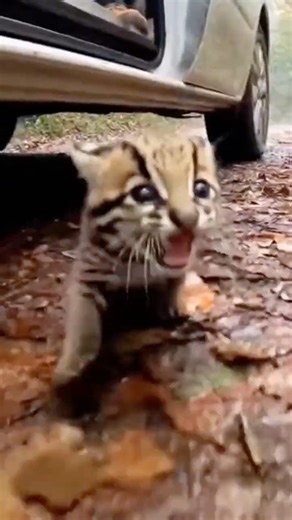 💔Crying Ocelot Kitten All Alone on the Road With Danger Right Behind