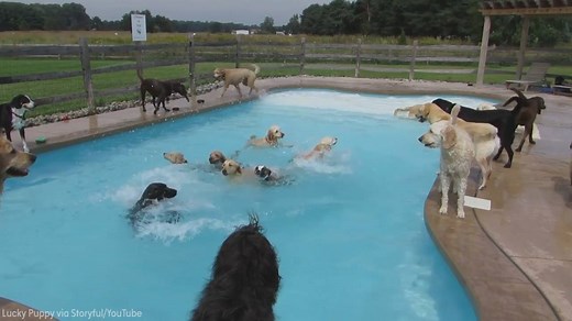 In celebration of National Dog Day, here are some awesome dogs! | ABC7 News