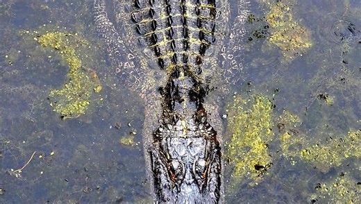 What to know about alligators, snakes and coyotes in Augusta as they become more active