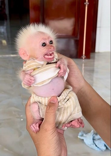Adorable pet baby monkey tries to talk to human dad. 🥰🥰🥰 #cuteanimals #cutepets