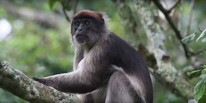 Red Colobus Monkey Genetics