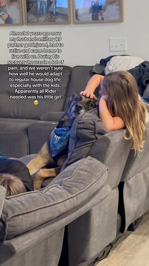 914K views · 27K reactions | Rider will be celebrating his 2 year retired anniversary soon. Love ya big guy  #fyp #dog #militaryworkingdog #gsd #MWD #k9 #retiredk9 | MWD Rex & Rider | Facebook