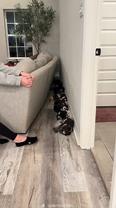 I wonder how long you have to not vacuum to get dust bunnies like this 😭 | The Animal World