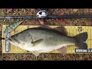 Big Rapala Muskie/Pike Lure Catches a Huge Largemouth Bass - Super Shadow Rap 16 (Live Perch)!
