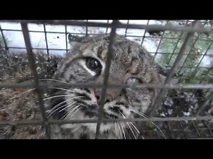 Cage Trapping Bobcats