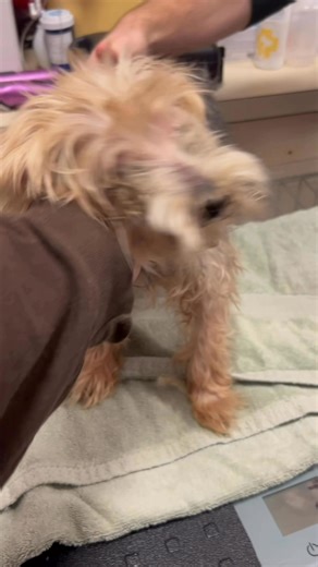 Mr. Magoo Has Suffered Enough — Both Eyes Must Be Removed ‼️ Urgent Surgery Tomorrow ‼️ Mr. Magoo came to us after a lifetime of neglect. At 12 years old, his eyes were matted and crusted shut, leaving him blind; his mouth was filled with decaying teeth, he was unneutered, and he had clearly gone far too long without medical care and the simplest comfort. Yet, this tiny senior Yorkie’s gentle spirit still shines bright despite daily suffering. As soon as Mr. Magoo hears your voice, he wags his t