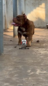 😍😍😍 | Dogs Sheller K9