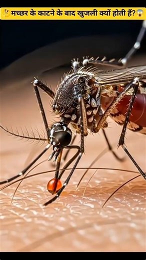 Machhar Kaatega To Khujli Kyun Hoti Hai? 😳 (Real Reason Explained) #ytshorts#facts#india#education