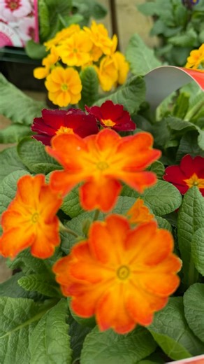 Some perfect colourful plants for the home and garden here at the plant barn fresh plants turning up now every week #theplantbarn #plants #houseplants #houseplant #outdoorplants #outdoorplants🌿 | The Plant Barn at Heart of the Shires