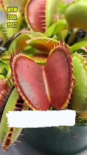 Black Widow Spider vs. Venus Flytrap! 🕷️🌿 You won't believe which one wins! A confident black widow steps boldly onto the Venus flytrap, thinking it's safe... until the plant's deadly secret is revealed. Watch nature's fast-action predator strike! #VenusFlytrap #BlackWidow #CarnivorousPlant #SpiderVsPlant #NatureBattle #PredatorPrey #InsectTrap #wowcoolpost | Wow Cool Post