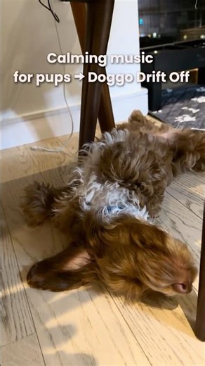 Music that helps dogs relax