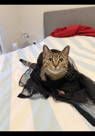 asiakittycat (@asiakittycat)’s videos with original sound - Levi