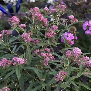 Cinderella Milkweed (Asclepias) - Order Online