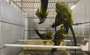 4.3K views · 48 reactions | Rock Pebbler | Tropic Island | Facebook