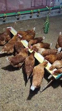 Easy ways to raise chickens. #layerfarming