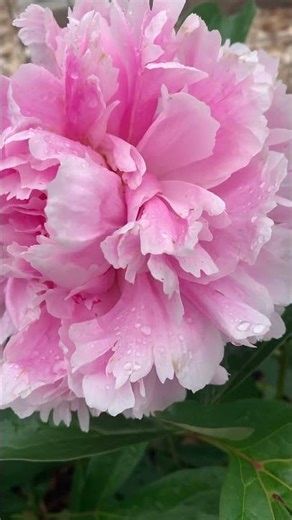 Paeonia lactiflora #peonies #flowers #flower #nature #naturelovers #plants #beatifulnature #relax